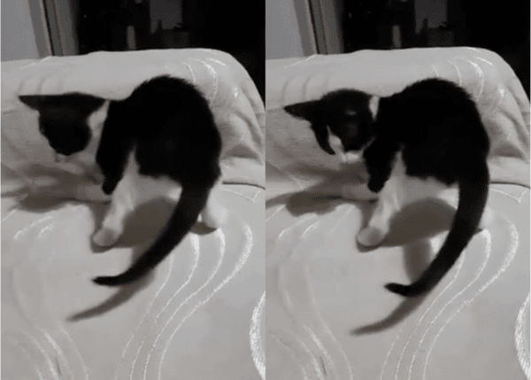 출처: Reddit / 자신과의 귀여운 사투 중인 고양이