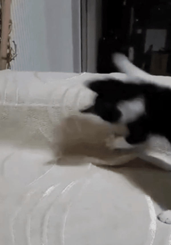 출처: Reddit / 이번엔 그림자를 잡으려는 고양이