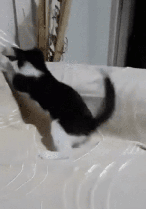 출처: Reddit / "거기 서랏!" 허공 발길질 하는 고양이