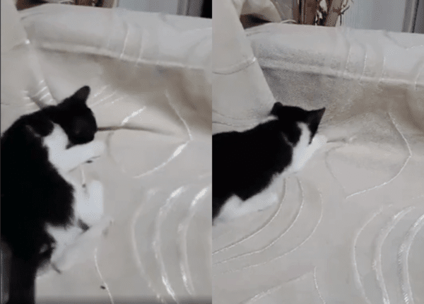 출처: Reddit / 고양이는 노는 중