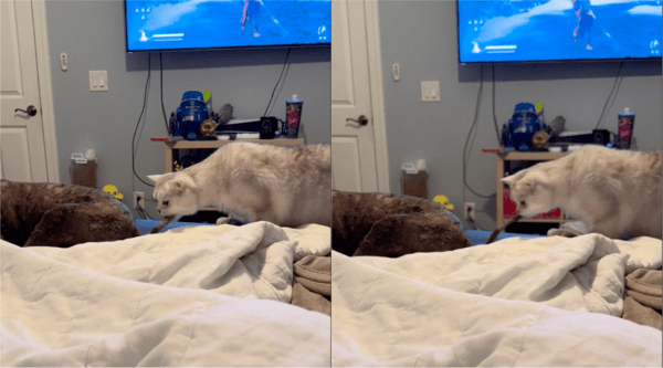 출처: Reddit / 강아지 꼬리가 흥미로운 고양이