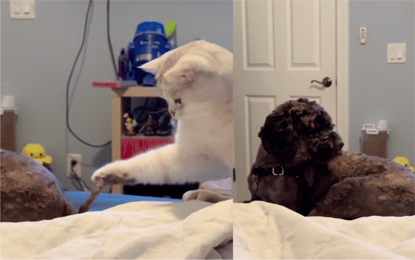 출처: Reddit / 강아지 '쟤 뭐하는 거람?'