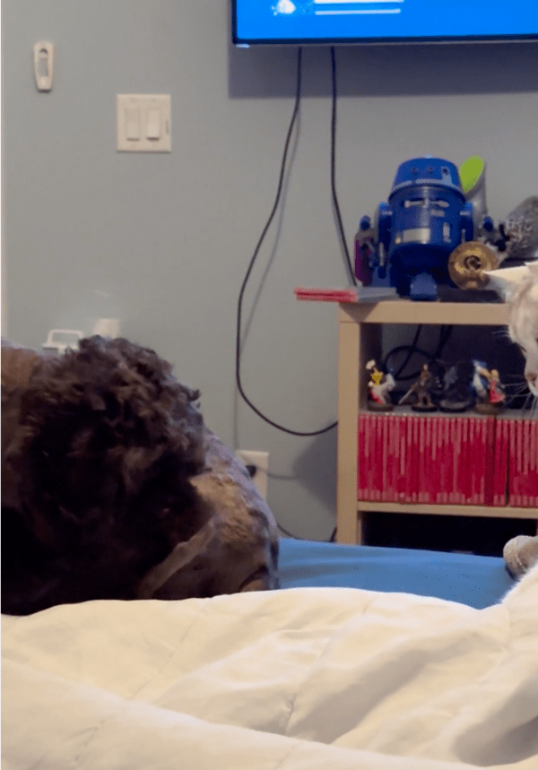 출처: Reddit / 강아지 '이제 그만해! 내 꼬리 괜찮겠지?'