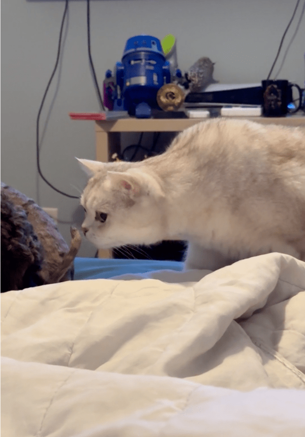 출처: Reddit / 또 다시 강아지의 꼬리에 다가가려던 고양이