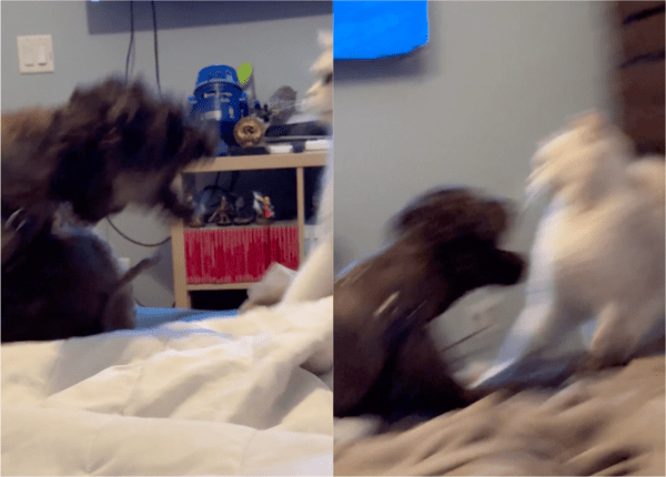 출처: Reddit / 왈!! 강아지가 짖자 도망가는 고양이