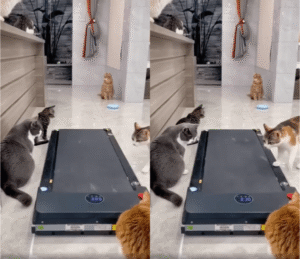 산책도 안 하는데, 러닝머신을 뛰는 고양이가 있다고?