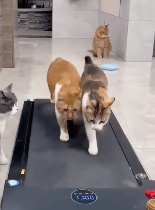 출처: Reddit / 사이좋게 뛰는 고양이 두 마리