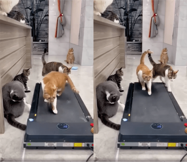 출처: Reddit / "나도 할래" 러닝머신 합류한 친구 고양이