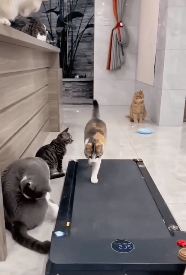 출처: Reddit / 러닝머신 뛰는 고양이