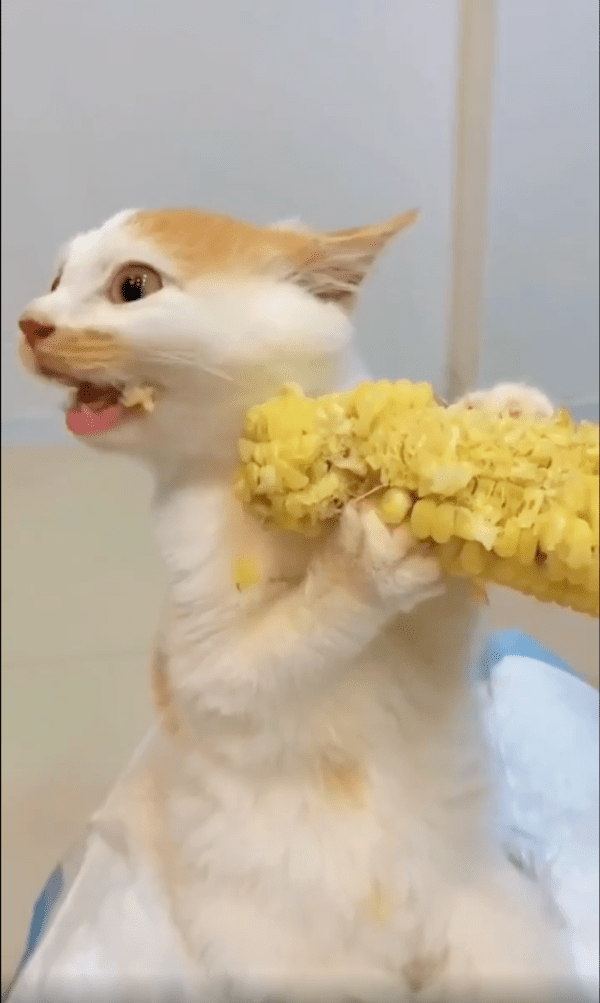 출처 : Reddit / 옥수수를 먹고 있는 고양이