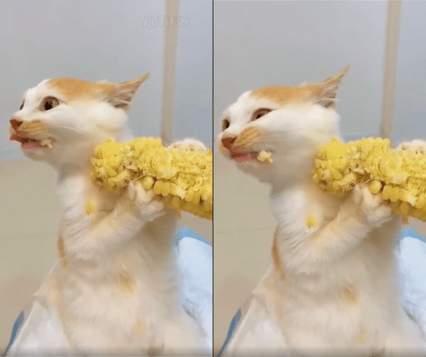 출처 : Reddit / 너무 맛있게 옥수수를 먹고 있는 고양이