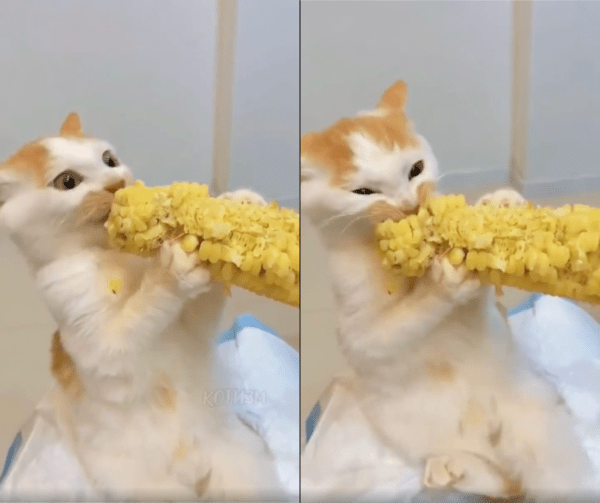 출처 : Reddit / 맛있게 옥수수를 먹는 고양이의 표정