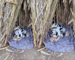 고양이 품에 안겨 그루밍 당하는(?) 아기 강아지