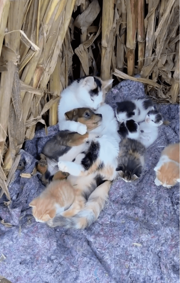 출처: Reddit / 어미 고양이 품에 안긴 아기 강아지