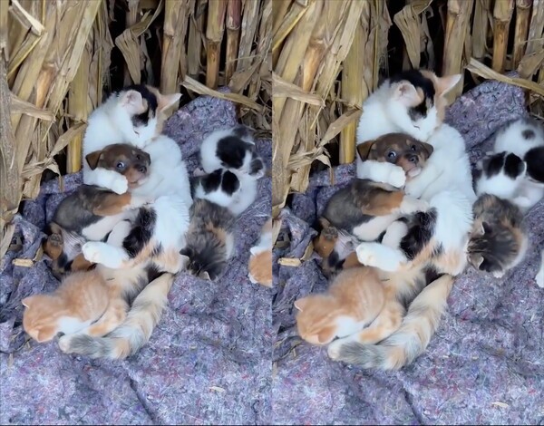 출처: Reddit / 그루밍 받는 중인 강아지