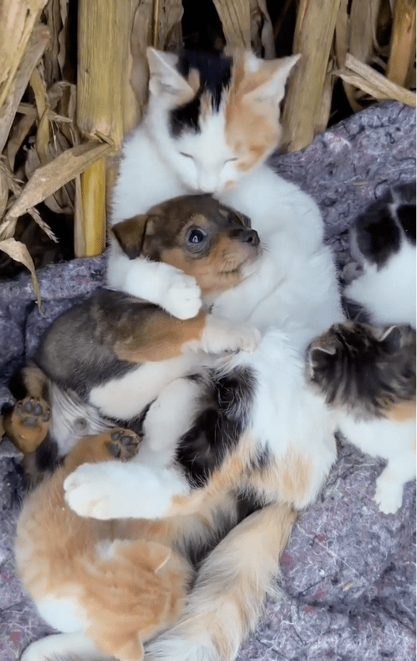 출처: Reddit / 약간은 떨고 있는 듯한 아기 강아지