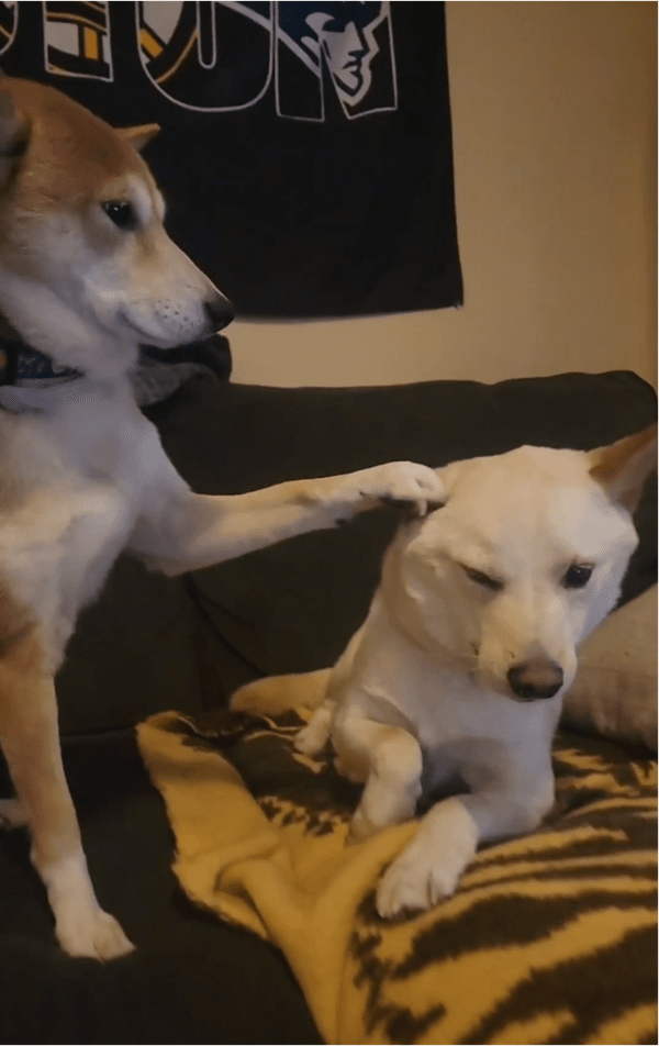 출처: Reddit / 친구 머리에 발 올리는 강아지