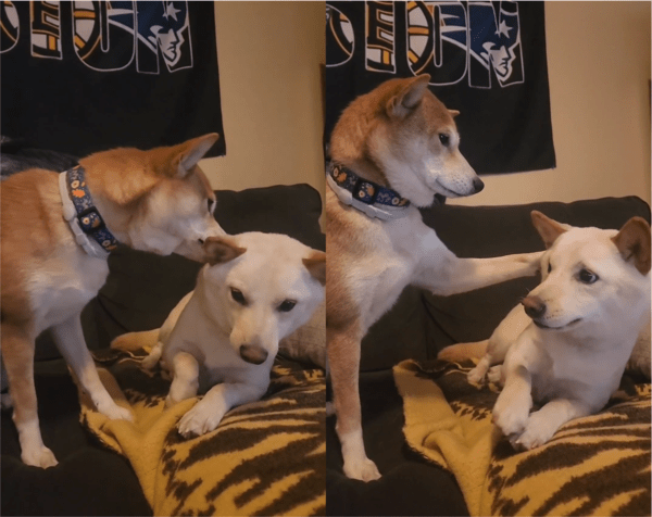 출처: Reddit / 친구를 가볍게 깨무는 강아지