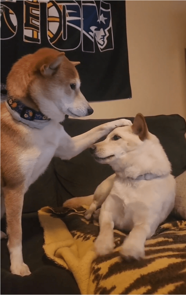 출처: Reddit / 친구 머리에서 발을 떼지 않는 강아지