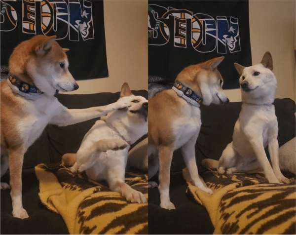 출처: Reddit / 소심한 몸짓의 두 강아지