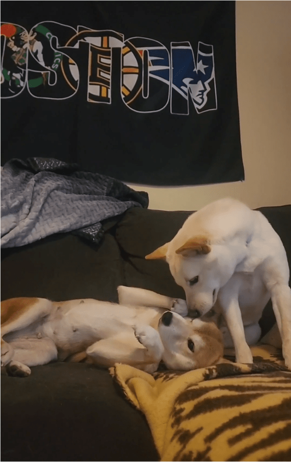 출처: Reddit / 발라당 누워서 마음 여는 강아지