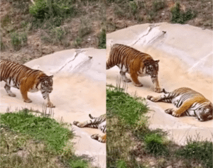호랑이의 낮잠을 방해하면 생기는 일?