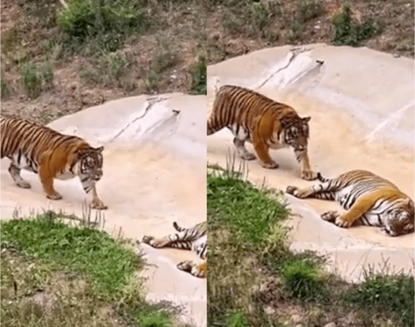 출처: Reddit / 낮잠 자는 친구에게 다가가는 호랑이