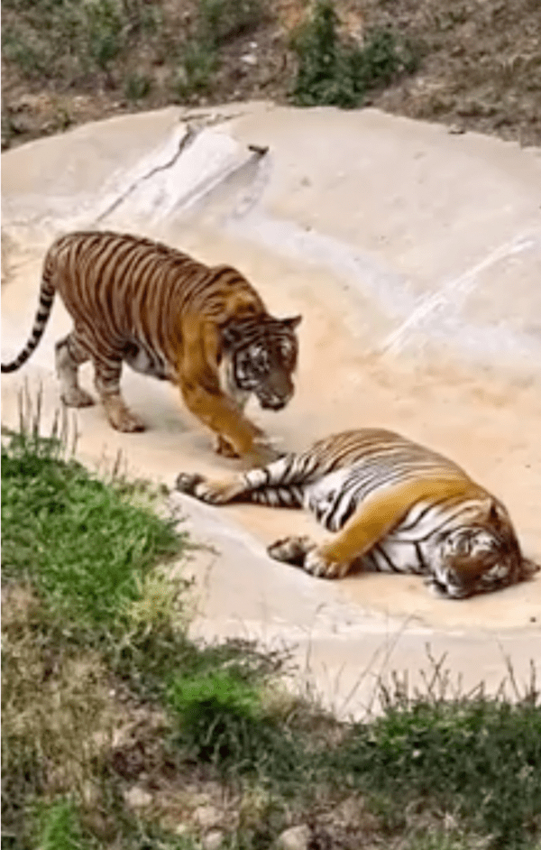 출처: Reddit / 소리를 죽이고 슬금슬금 다가가는 호랑이