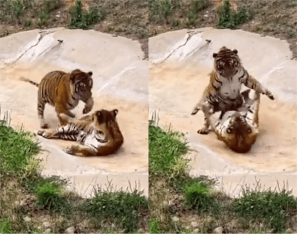 출처: Reddit / 기척을 알아채고, 깨서 재빨리 방어하는 호랑이