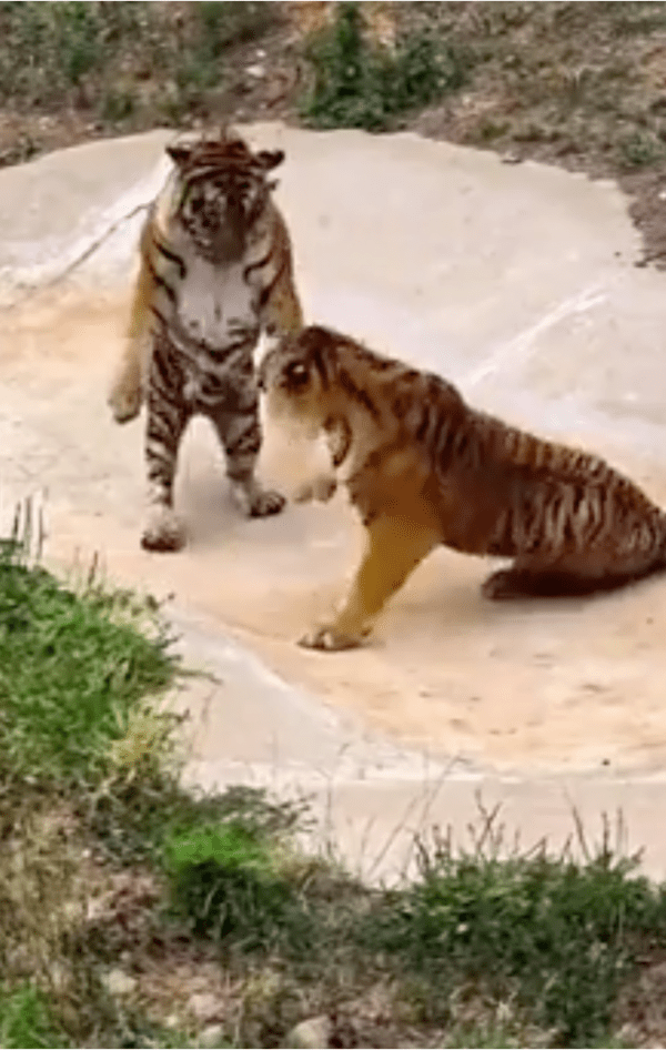 출처: Reddit / 마치 사람처럼 서있는 듯한 호랑이