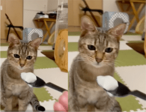 간식 거절하는 고양이? ‘날 속일 생각 말라옹!’