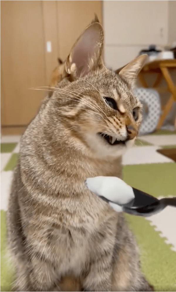 출처: Reddit / 표정에서 감정이 다 드러나는 고양이