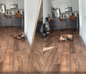 패셔너블한 고양이가 선택한 패션템은?