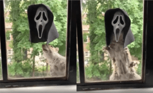 어쩌다보니 할로윈축제에 참여하게된 다람쥐 이야기