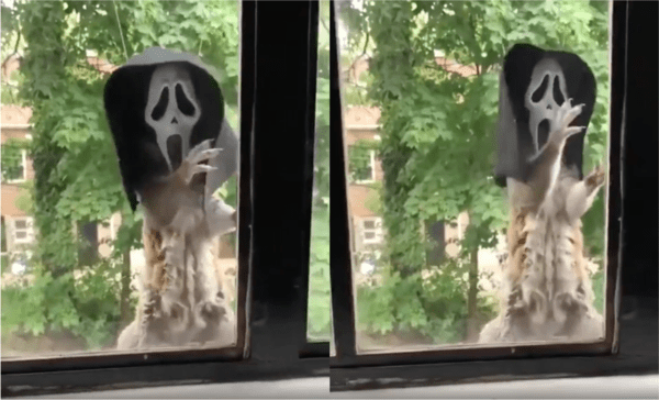 출처: Reddit / 유령 흉내(?)내는 다람쥐