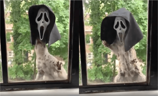 출처: Reddit / "사탕 주세요" 