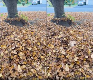 낙엽 더미 속에서 깜짝 등장! 모습을 드러낸 생물의 정체는?