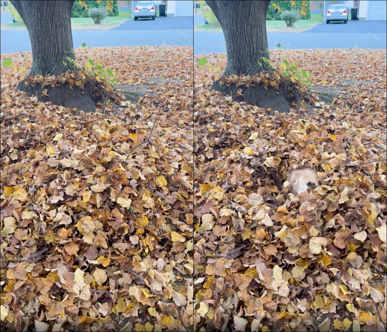 출처: Reddit / 낙엽 더미 속 정체는?