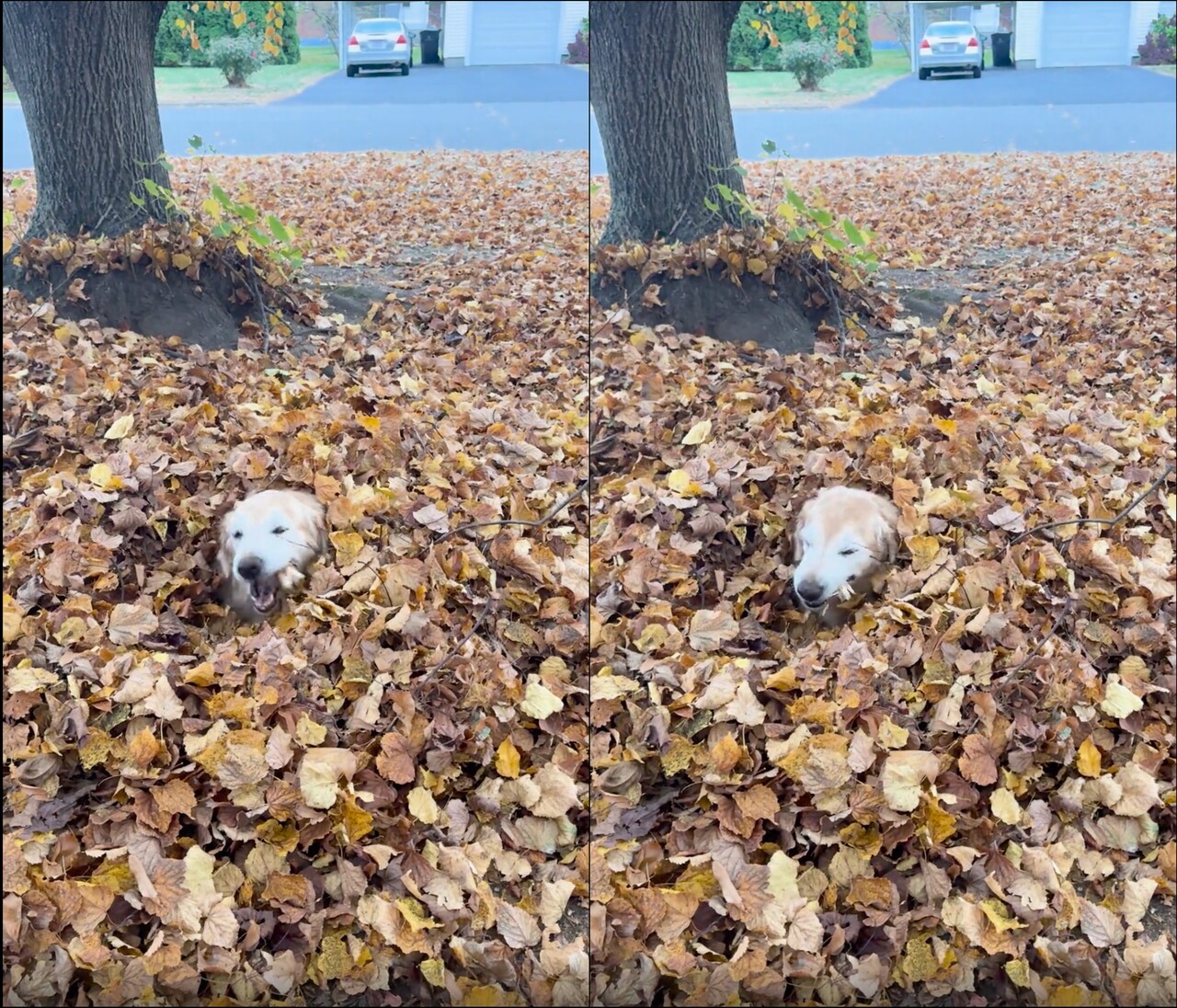 출처: Reddit / 낙엽 더미 안에 있던 강아지