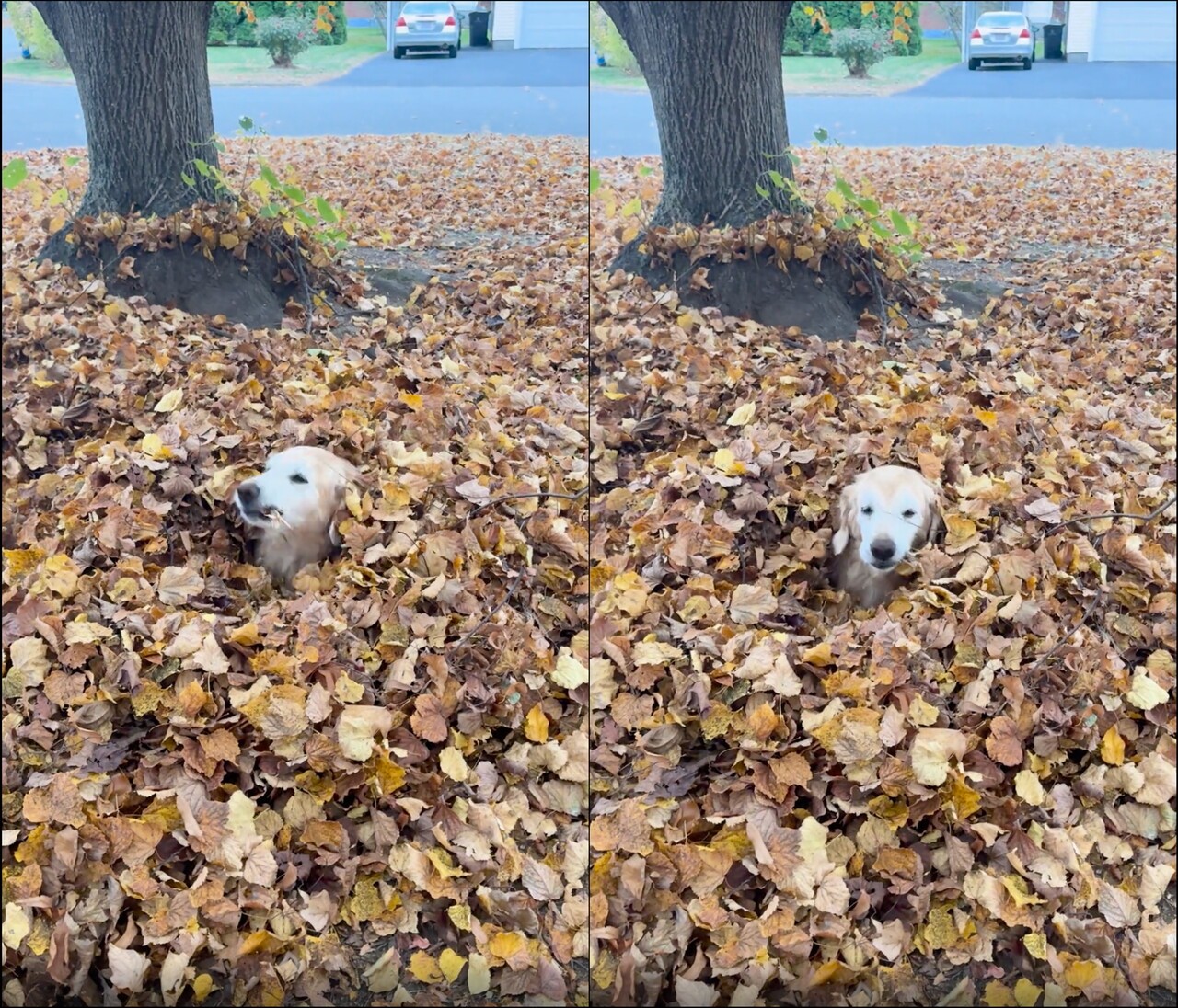 출처: Reddit / 나뭇잎을 씹어먹는 강아지