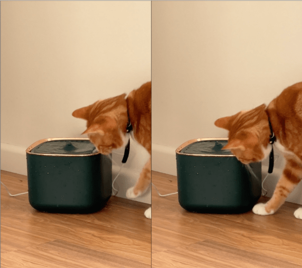 출처: Reddit / 급수기를 살피는 고양이