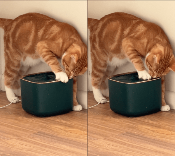 출처: Reddit / 발톱을 세워 뜯어내려는 고양이