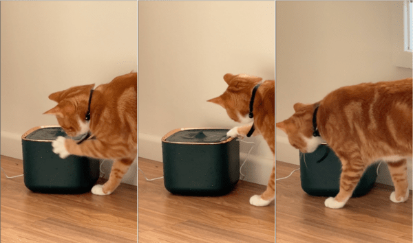 출처: Reddit / 급수기를 가만두지 않는 고양이