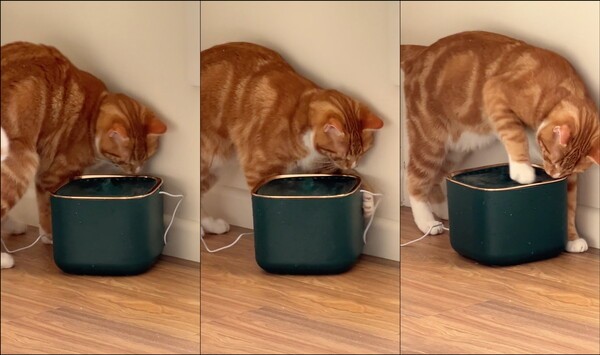 출처: Reddit / 급수기를 계속 탐색하는 고양이