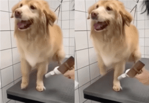 바람만 있으면, 그곳이 나의 무대! 춤꾼이 된 골든리트리버