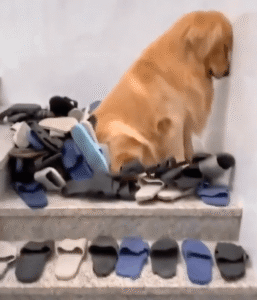 벽보고 있는 골든리트리버를 귀엽게 만들어버린 주인의 행동