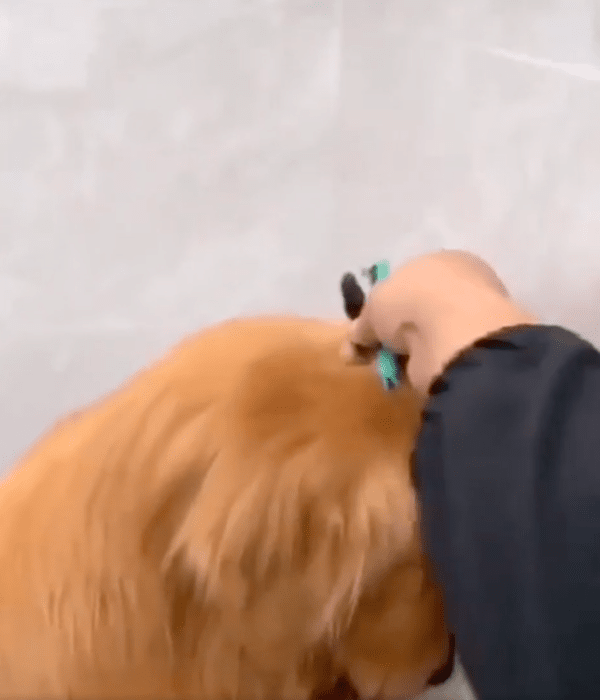 출처 : Reddit / 칫솔을 골든 리트리버 머리 위에 올리는 견주