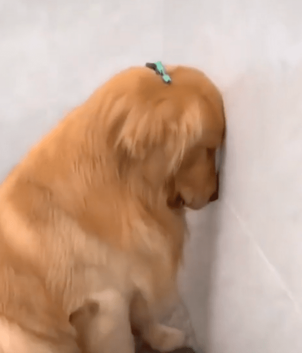 출처 : Reddit / 칫솔이 머리위에 있어도 가만히 앉아 있는 골든 리트리버