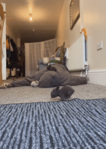 너무 지쳐 거실 바닥에 누워있던 사람에게 일어난 일