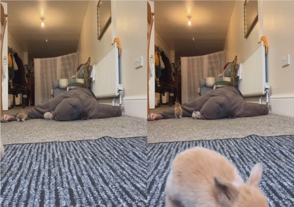 출처 : Instagram @officialaqibra / 누워있는 아빠에게 달려가는 아기 토끼들